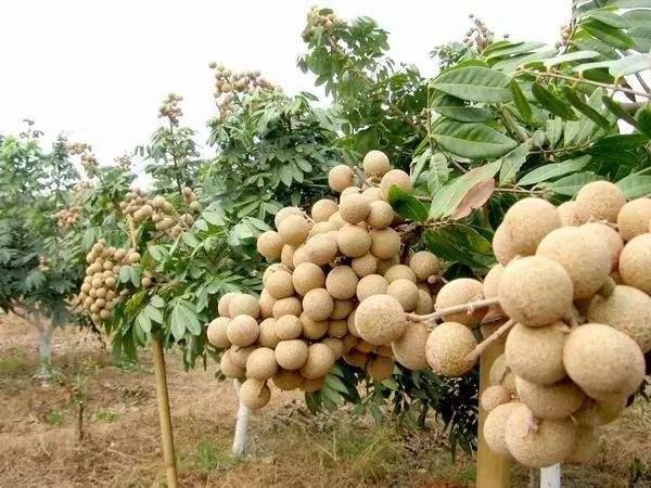 又一農(nóng)產(chǎn)品滯銷種植戶賣不動(dòng)消費(fèi)者不買單農(nóng)民直言虧錢