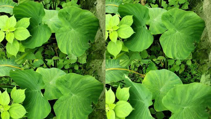 農(nóng)民種植香芋農(nóng)產(chǎn)品