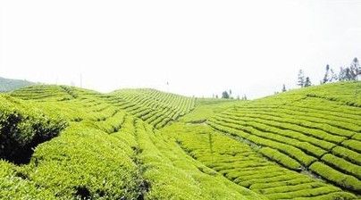 農(nóng)業(yè)部:10省份將率先上線農(nóng)產(chǎn)品追溯平臺(tái)