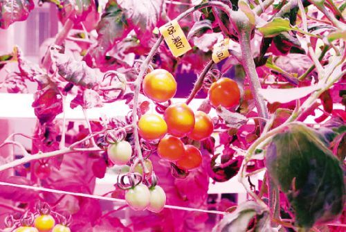 中科三安植物工廠試驗(yàn)區(qū)種植的西紅柿和鐵皮石斛.記者 陳理杰 攝