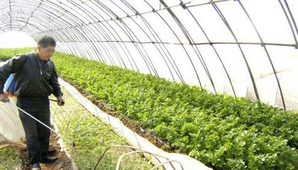 大棚種植能掙錢嗎?大棚種植什么農作物掙錢?一般人我不會告訴他