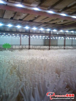 供應容毅農業照明LED蘑菇燈_LED燈_設備_供應_食用菌買賣_中國食用菌商務網
