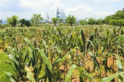 野貍島公園再迎農作物豐收,800株玉米明天免費采摘