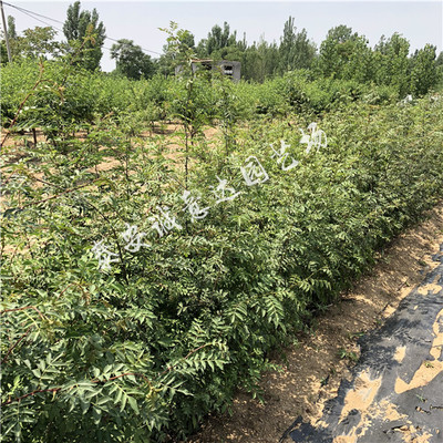 大紅袍花椒苗基地√九葉青花椒樹苗哪里便宜