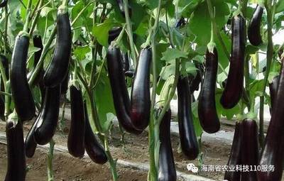 【種植寶典】8種常見作物的掐尖和打杈介紹