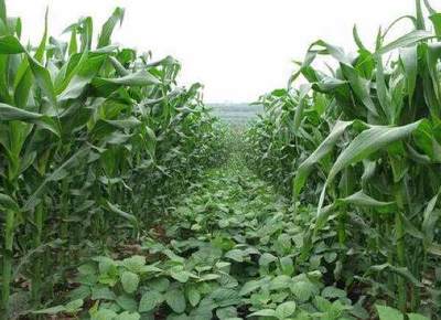 玉米套種大豆新種植模式,畝產(chǎn)量大增,農(nóng)民可年增收40余萬