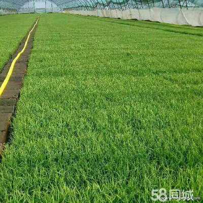 哈爾濱香料原料