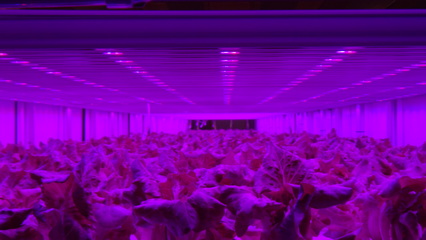 飛利浦GreenPower LED助力日本Prime Delica生產更健康、安全的作物