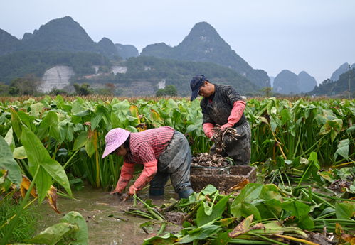 冬日茨菇 豐 景美 價好銷旺 錢 景佳
