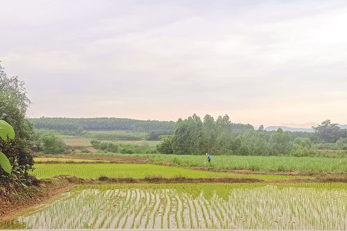 全市春種農作物超過100萬畝