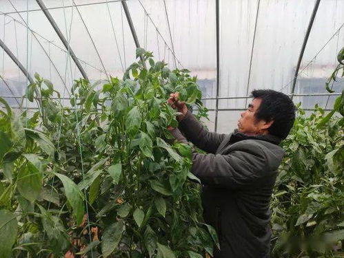 贊 賀州農(nóng)作物種植面積達(dá)66.25萬畝