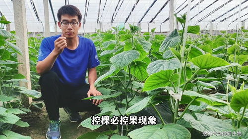 作物控旺三種方式及其原理分析 附微新生物元素控旺方案
