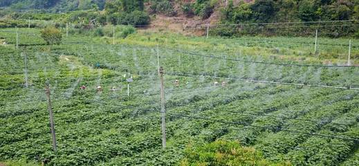 一個智慧農業項目竟牽動國際關注,大氣候農業迎新加坡國家考察團調研