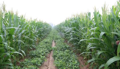 【農(nóng)業(yè)地理】農(nóng)作物的種植方式,為何如此重要?高考地理常考點(diǎn)分析: 土壤問題